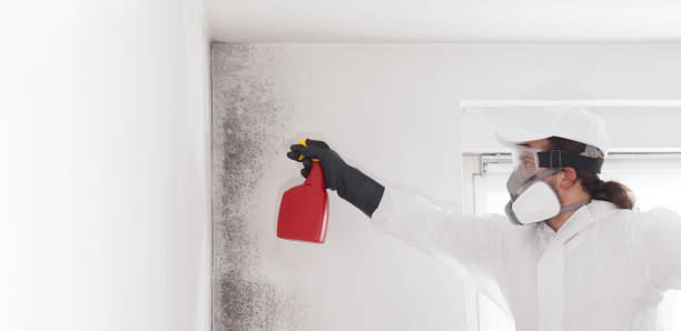 Best Toxic Mold Removal  in Antlers, OK