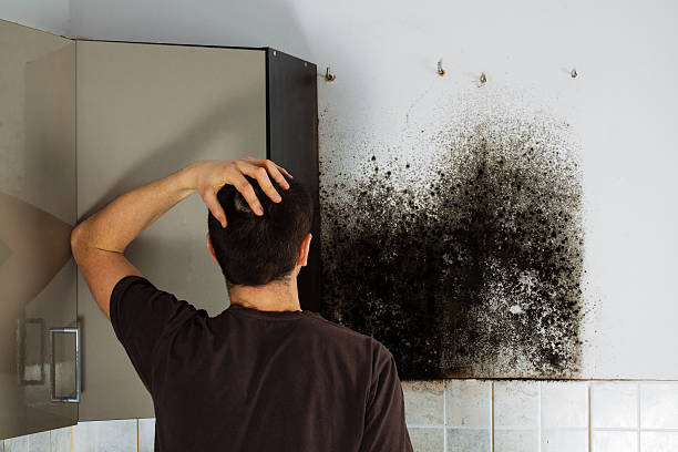 Best Black Mold Removal  in Antlers, OK