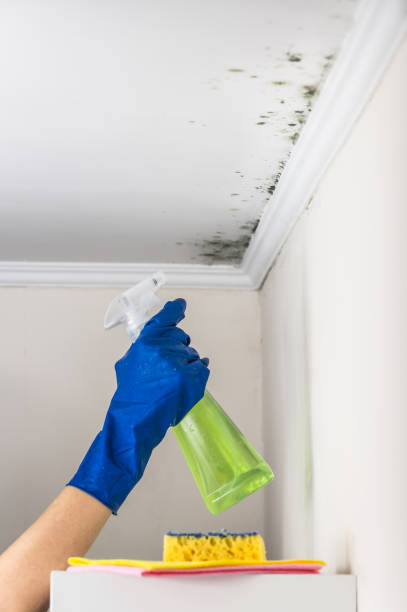 Best Mold Cleaning Services  in Antlers, OK